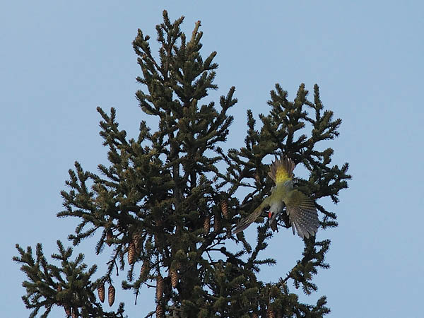 Harmaapäätikka, Grey-headed Woodpecker, Picus canus